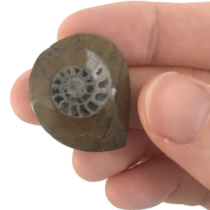 CC: AMMONITE