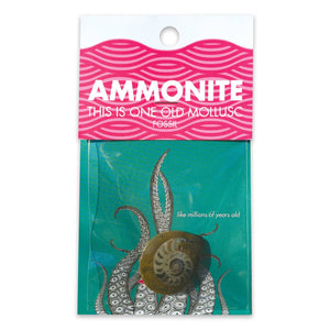 CC: AMMONITE