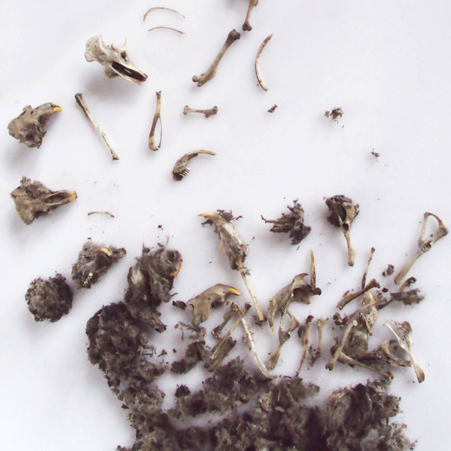 CC: OWL PELLET