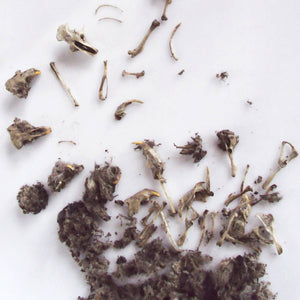 CC: OWL PELLET